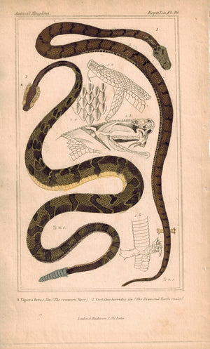 Common Viper Diamond Rattlesnake 1834 Engraved Cuvier Print Plate 29