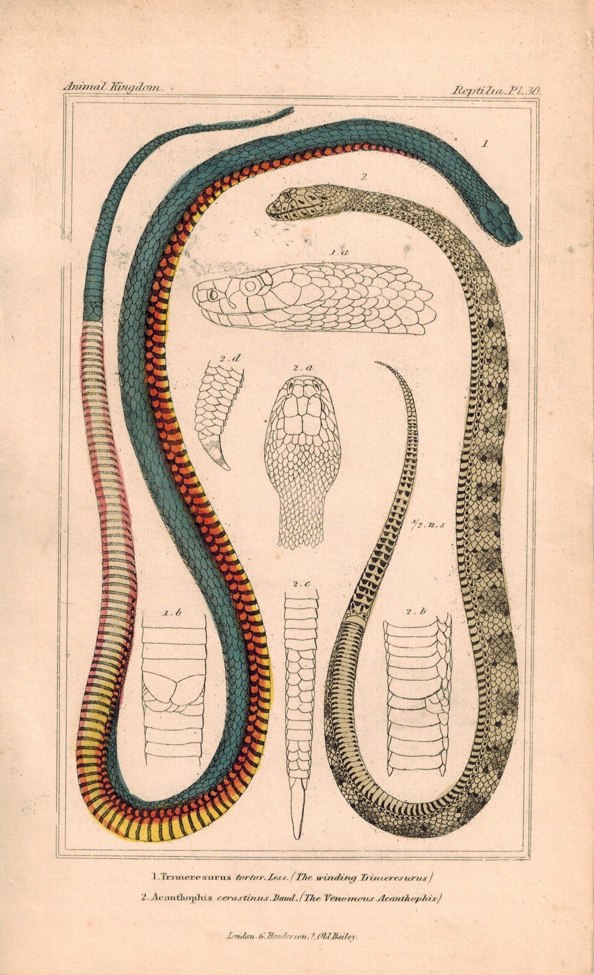 Winding Trimeresurus and Venemous Acanthopis Snakes 1834 Cuvier Print Plate 30