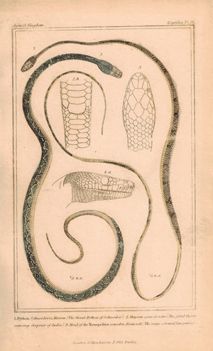 Great Python of Schneider Serpent of India Xenopeltis Snake 1834 Cuvier Print 31