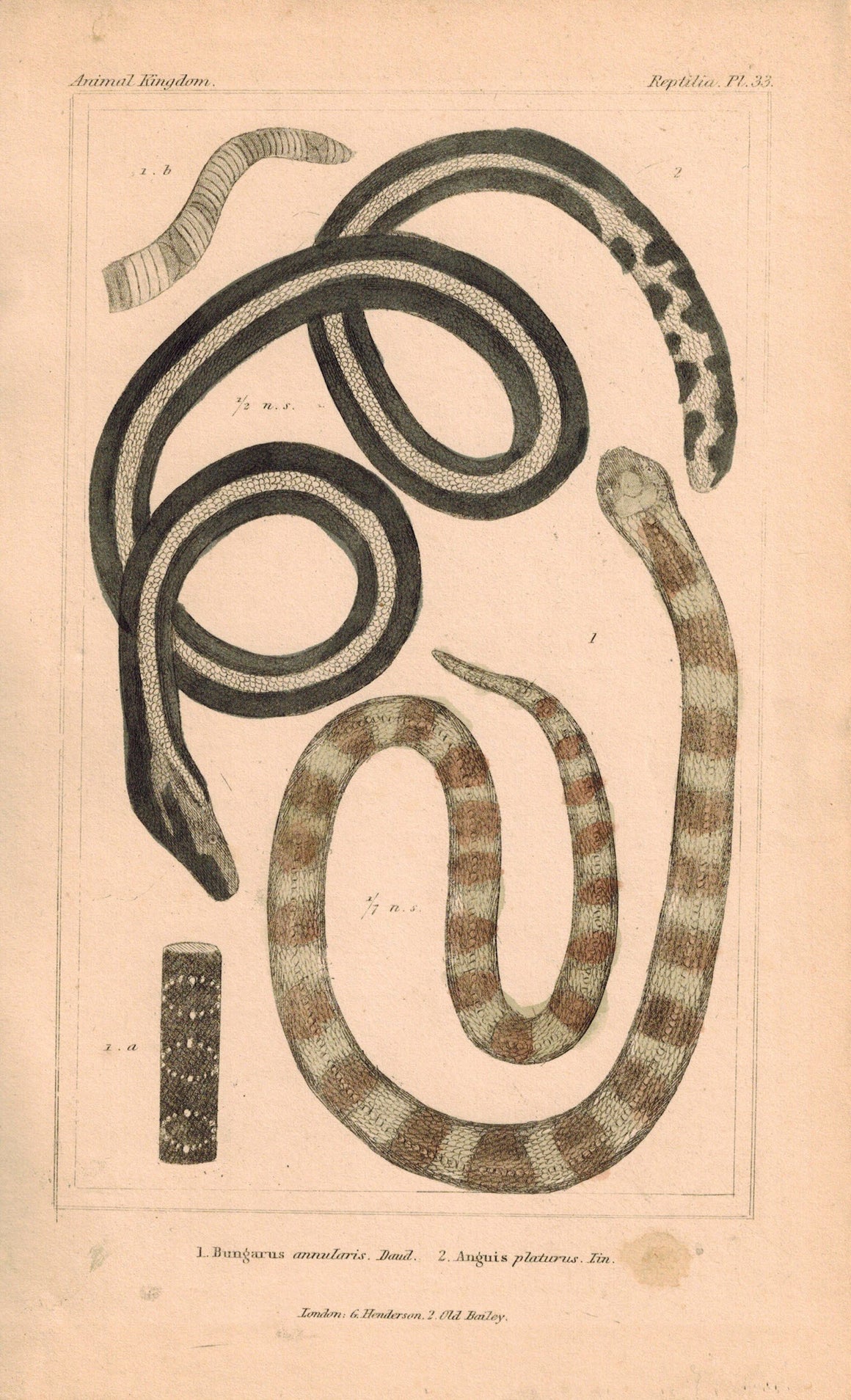 Banded Krait (Bungarus Annularis) Snake 1834 Engraved Cuvier Print Plate 33