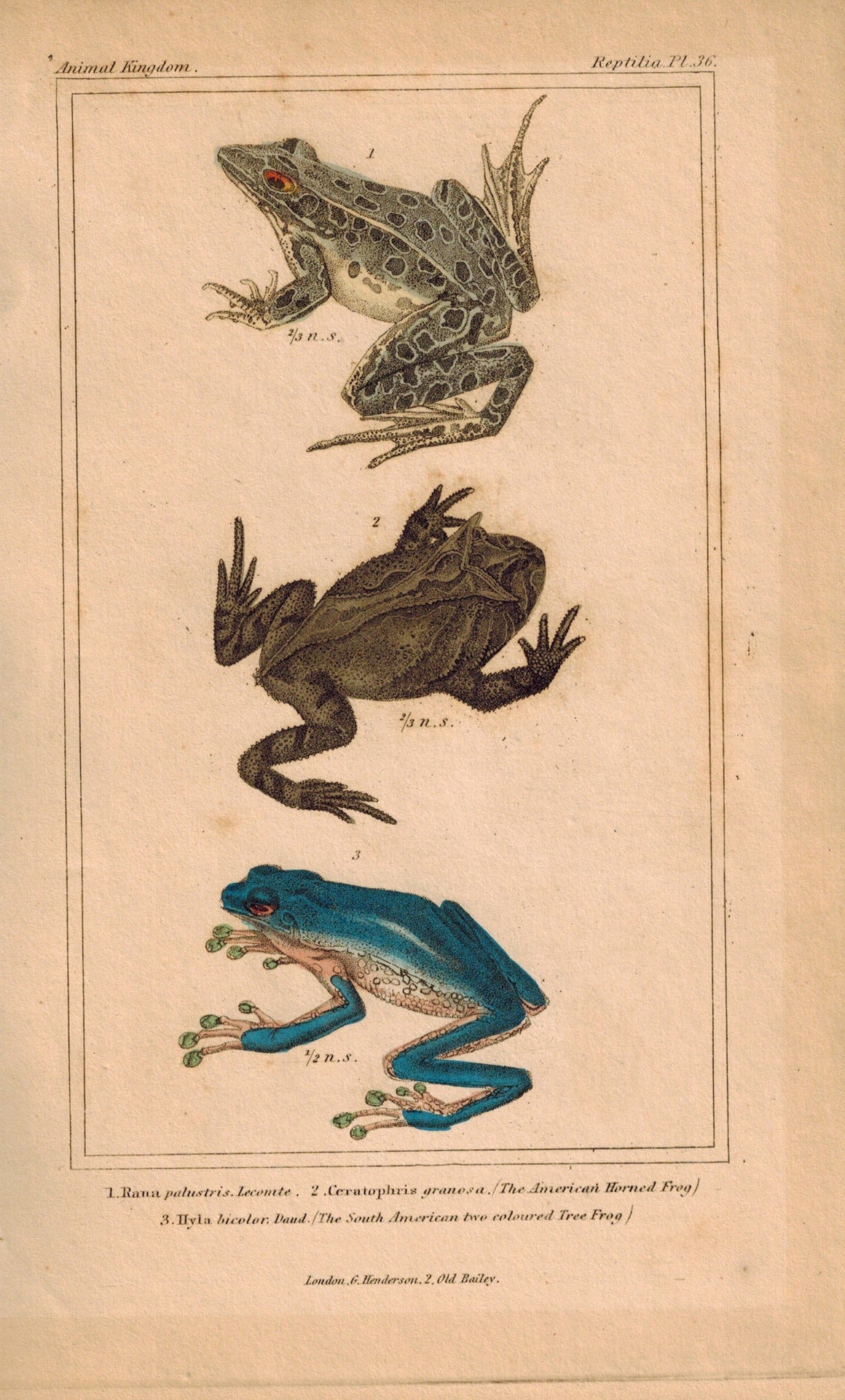 American Horned Frog and South American Tree Frog 1834 Engraved Cuvier Print 36