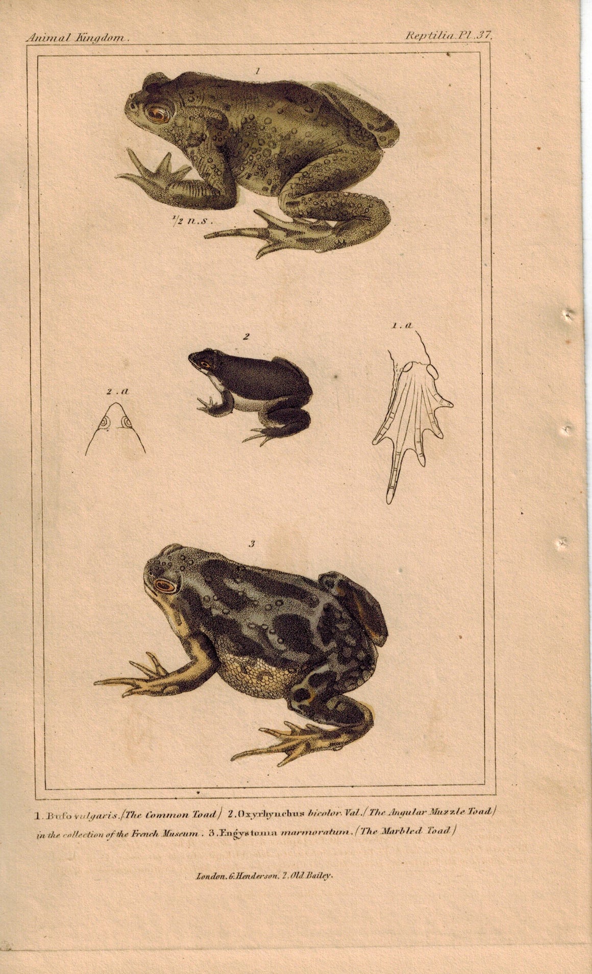 Common, Angular Muzzle and Marble Toad 1834 Engraved Cuvier Print Plate 37