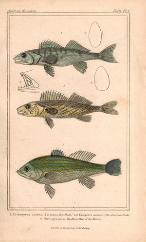 Common Pike Perch, American Perch, Black Bass 1834 Engraved Cuvier Fish Print 4