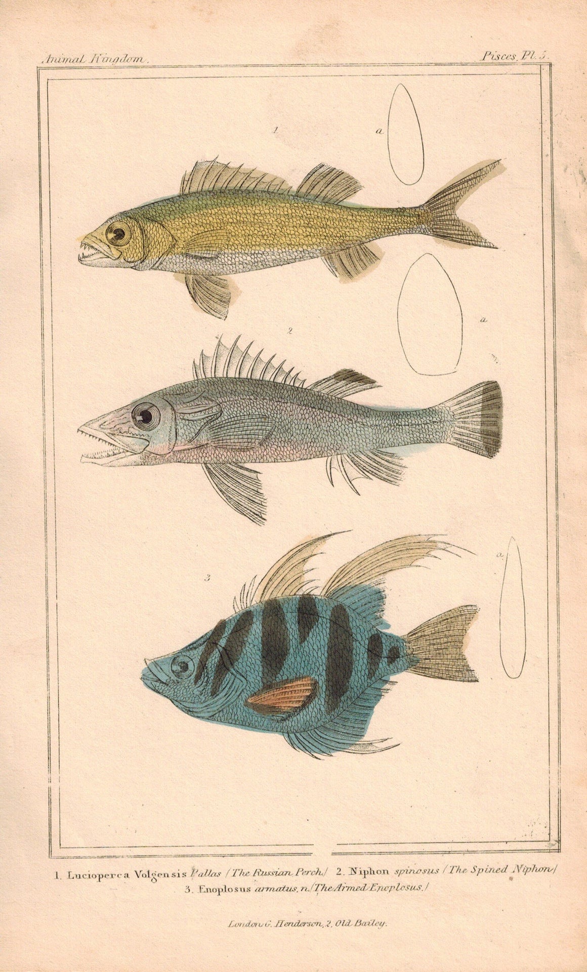  Russian Perch, Spined Niphon, Armed Enoplosus 1834 Engraved Cuvier Fish Print 5