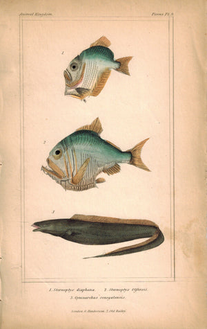 Hatchetfish  and Frankfish Rat-tail 1834 Engraved Cuvier Fish Print Plate 9