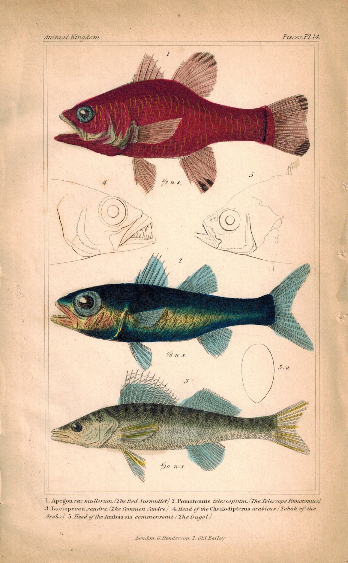 Rem Mullet, Telesclope Pomatomus, Common Sandre 1834 Cuvier Fish Print 14