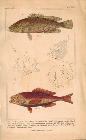 Hexagon Sea Perch, Red Mesoprion 1834 Engraved Cuvier Fish Print Plate 15