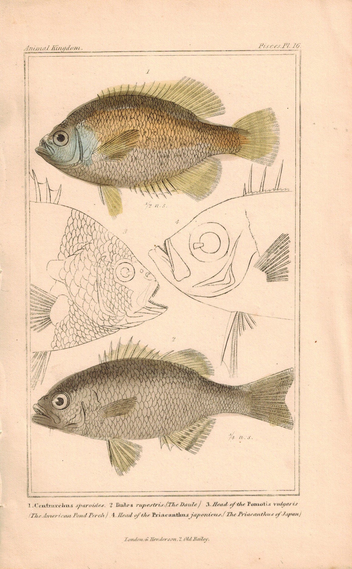 Centrarchus and Doule Fish 1834 Engraved Cuvier Print Plate 16