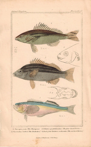 Therapon, Four Lined Pelates, Trichdon 1834 Engraved Cuvier Fish Print Plate 17