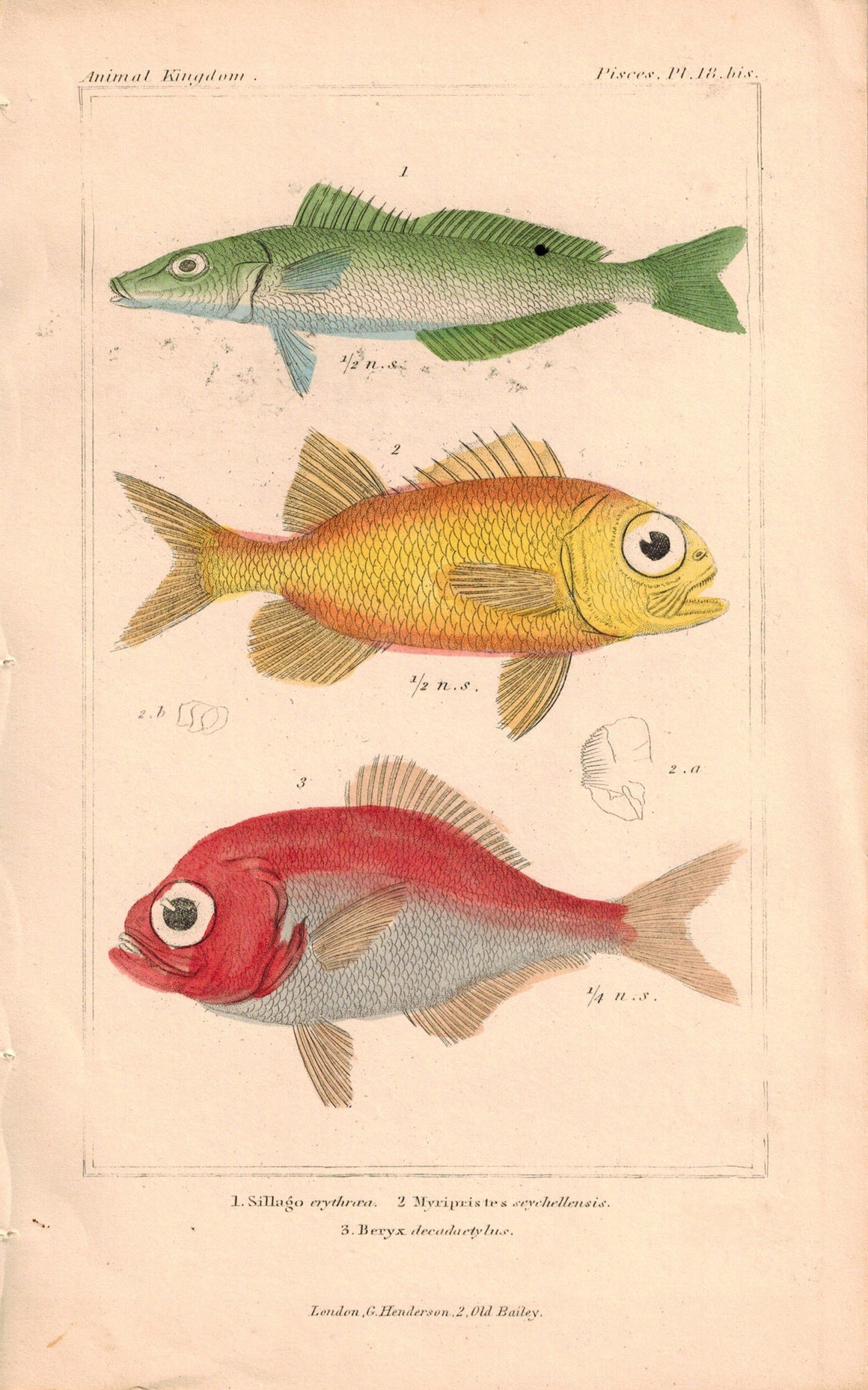 Antique Fish Plate 18 bis Georges Cuvier Animal Kingdom Print