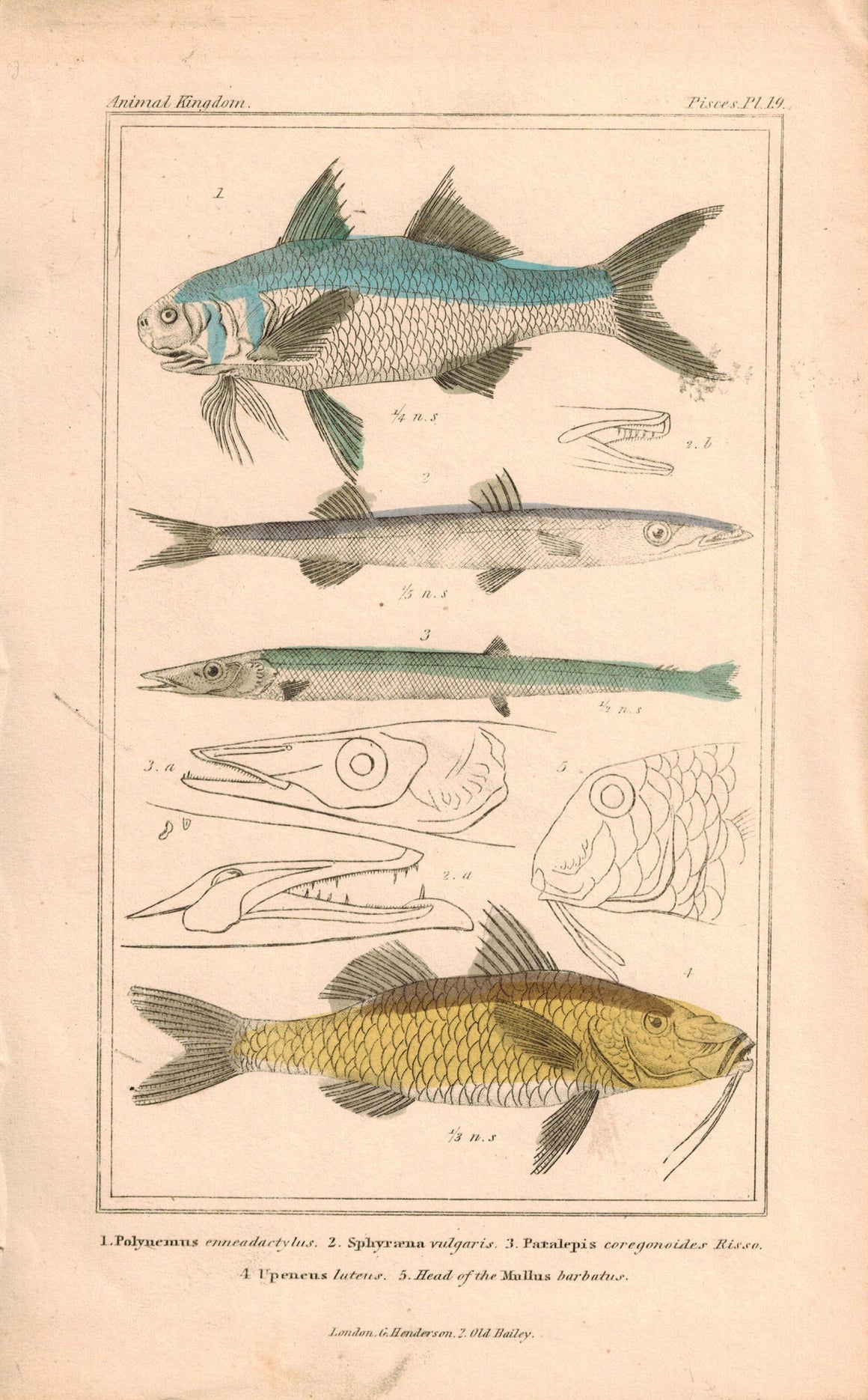 Polynemus Sphyraena Patalepis Upeneus 1834 Engraved Cuvier Fish Print Plate 19