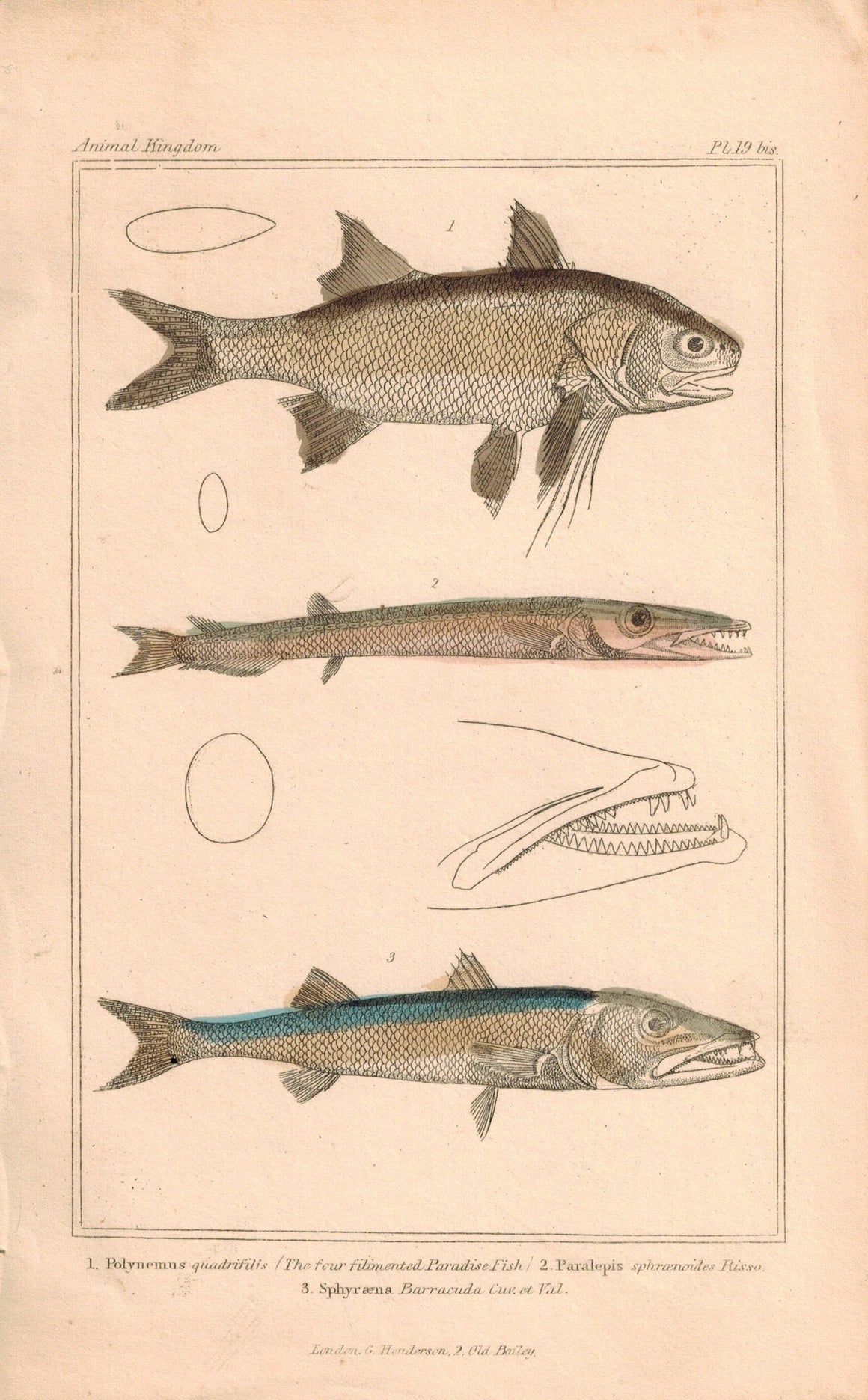 Paradise Fish, Barracuda, Paralepsis 1834 Engraved Cuvier Fish Print Plate 19
