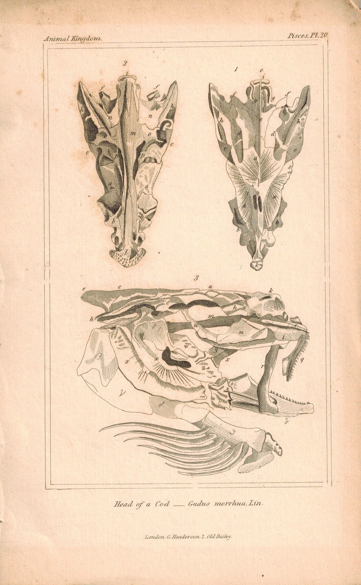 Head of Cod 1834 Engraved Cuvier Anatomy Fish Print Plate 20