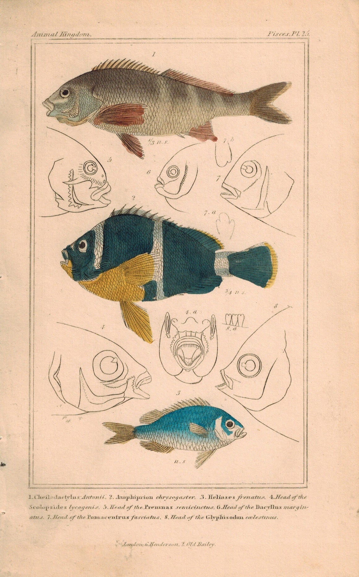 Antique Fish Plate 25 Georges Cuvier Animal Kingdom Print B