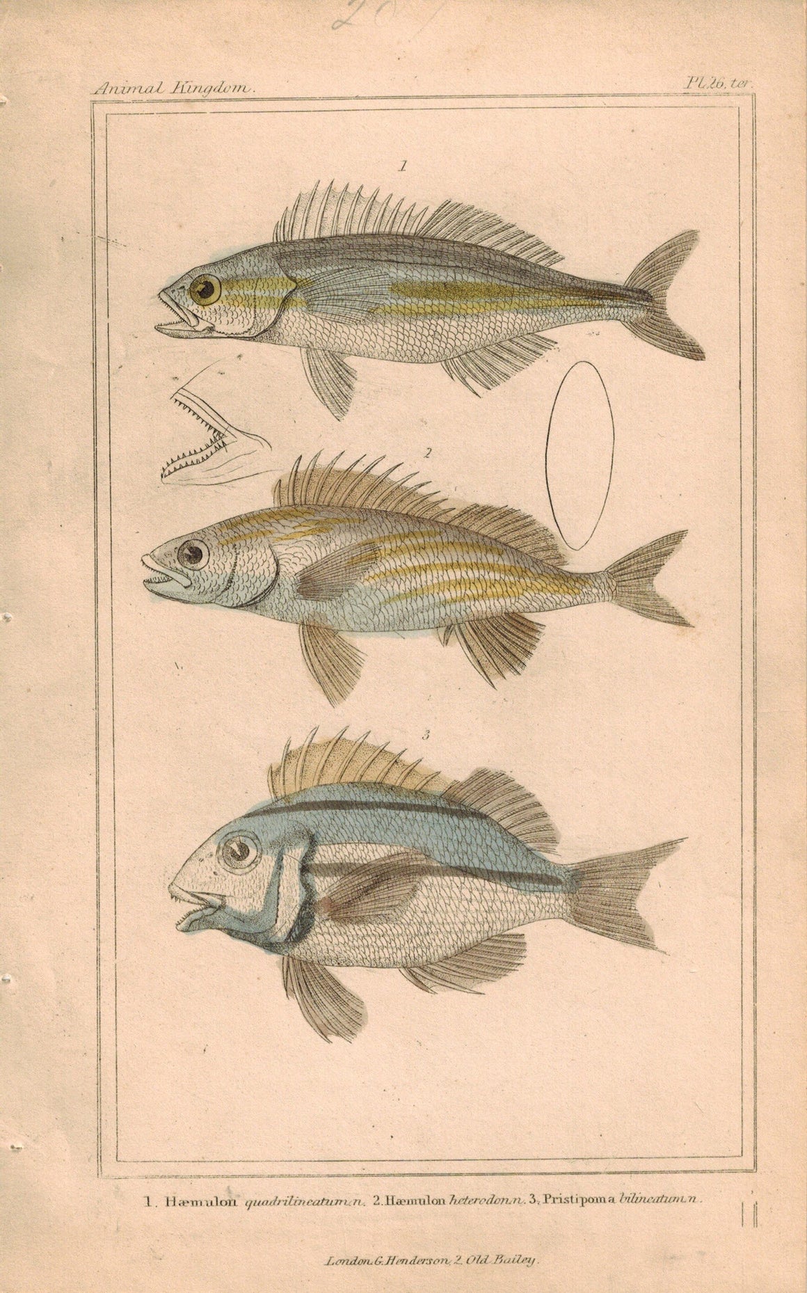 Haemulon Antique Fish Plate 26 ter Georges Cuvier Animal Kingdom Print