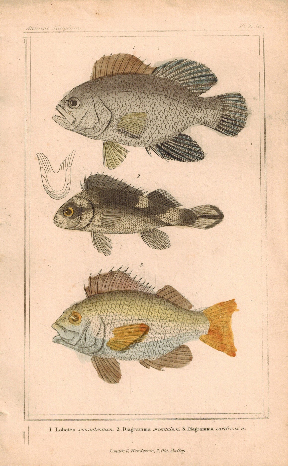 Lobotes and Diagramma 1834 Engraved Cuvier Fish Print Plate 27A