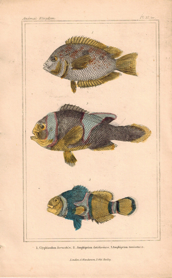 Glyphisodon Antique Fish Plate 27 ter Georges Cuvier Animal Kingdom Pr ...