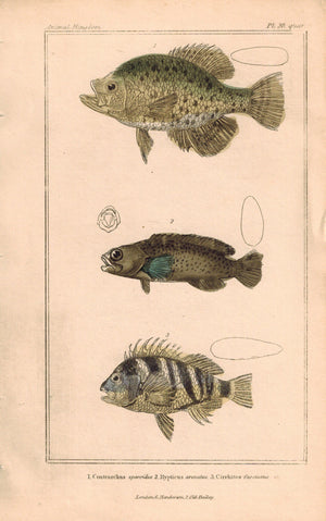 Cirrhites Fish 1834 Engraved Cuvier Antique Print Plate 28 quar