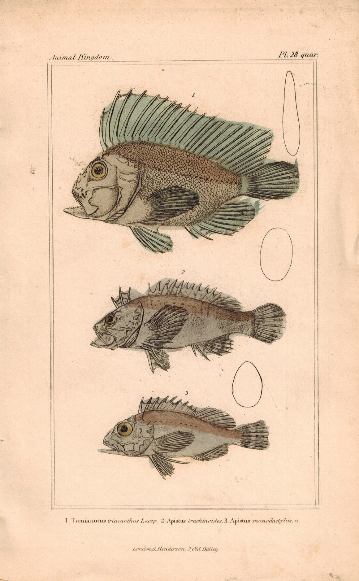 Teanianotus, Apistus Fish 1834 Engraved Cuvier Antique Print Plate 28 quar