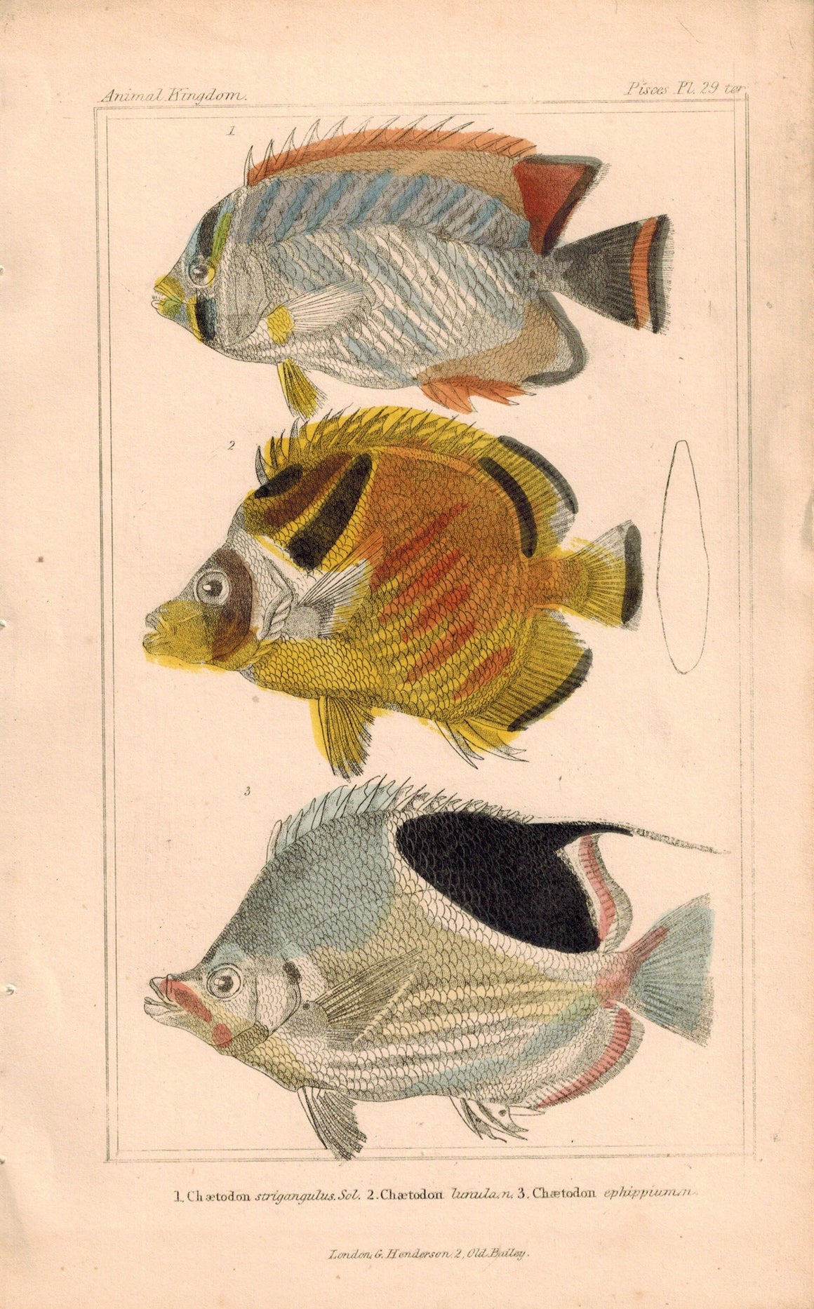 Chaetodon Fish 1834 Engraved Antique Cuvier Print Plate 29B