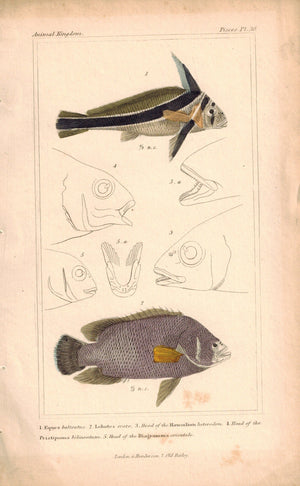 Eques, Lobotes Fish 1834 Engraved Antique Cuvier Print Plate 30