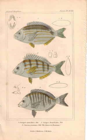 Sargns, Common Puntazzo Fish 1834 Engraved Antique Cuvier Print 30 bis