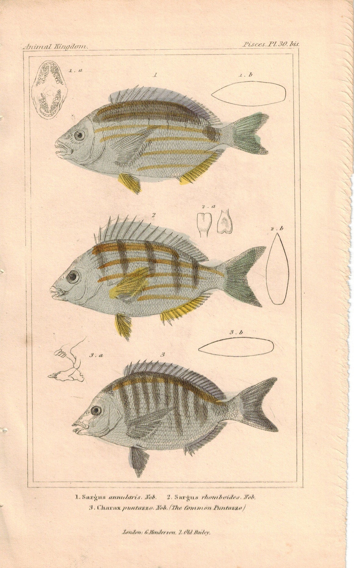 Sargns, Common Puntazzo Fish 1834 Engraved Antique Cuvier Print 30 bis