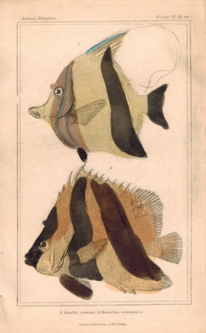 Zanclus Fish 1834 Engraved Antique Cuvier Print Plate 30 ter