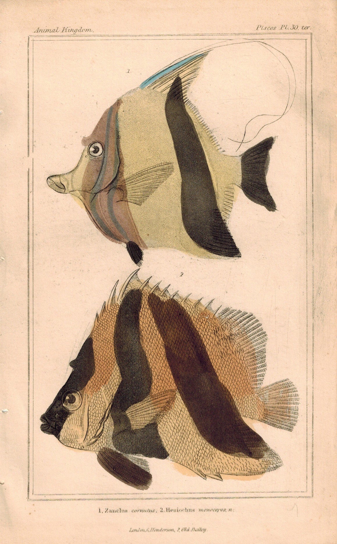 Zanclus Fish 1834 Engraved Antique Cuvier Print Plate 30 ter