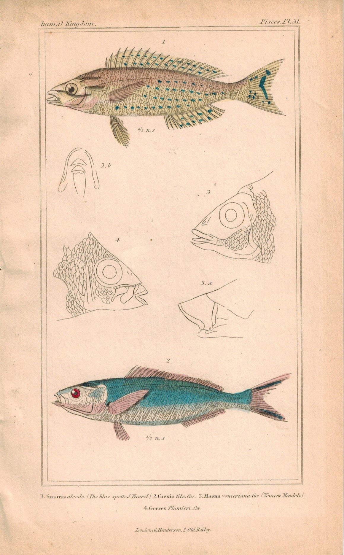 The Blue Spotted Picarel and Coesio Fish 1834 Engraved Antique Cuvier Print 31