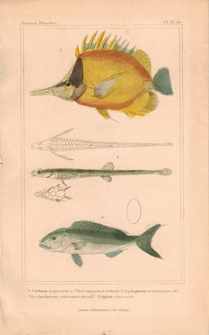 Long Mouthed Chelman Fish 1834 Engraved Antique Cuvier Print Plate 32 ter