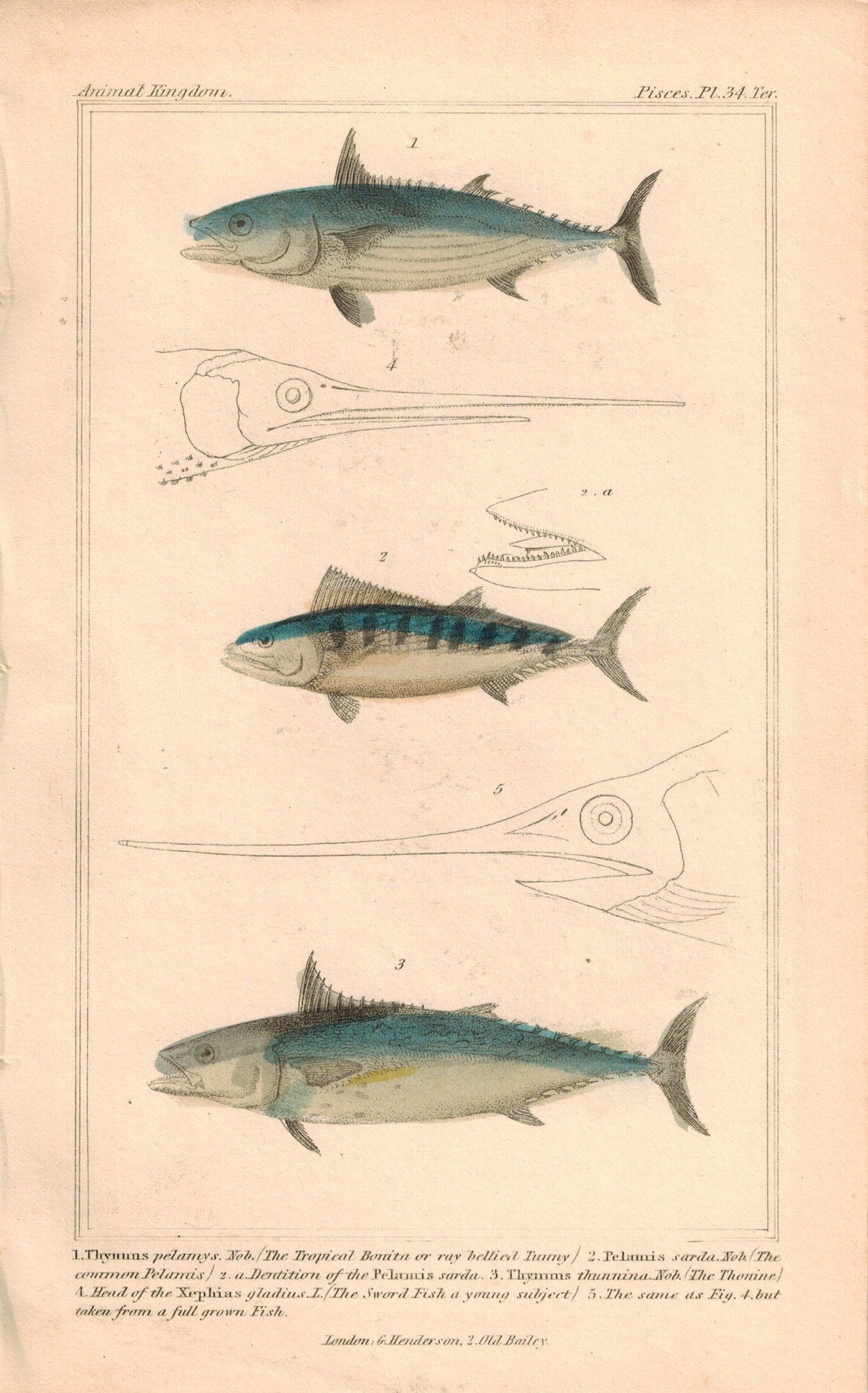Ray Bellied Tunny, Common Pelamis, Thonine, Tuna Fish 1834 Cuvier Print Pl 34A
