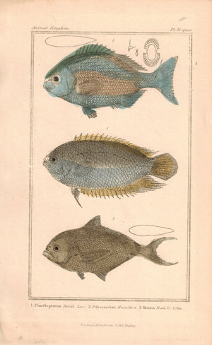 Pimelepterus, Polyacanthus, Brama Fish 1834 Engraved Antique Cuvier Print Pl 34B
