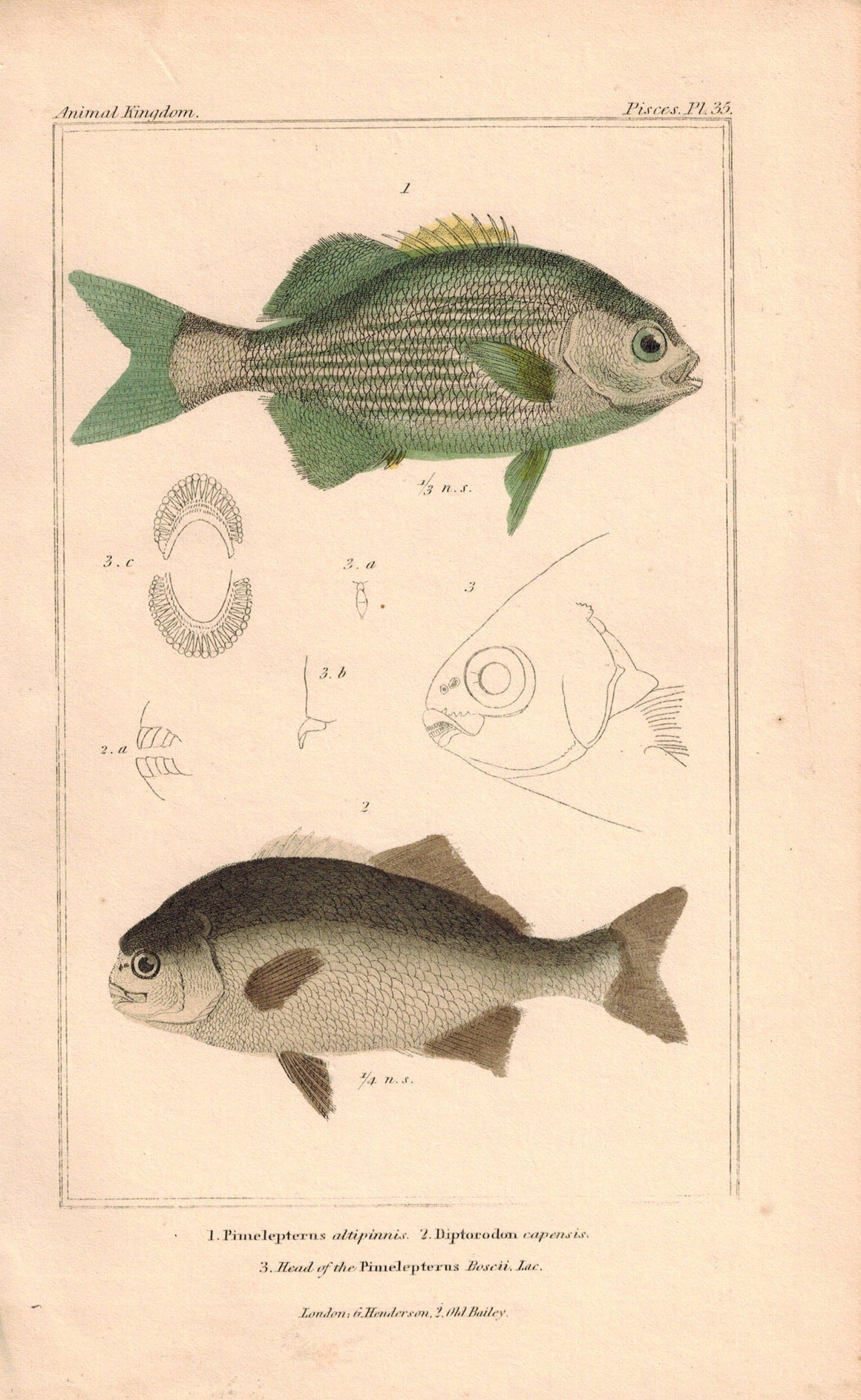 Pimelepterus, Diptorodon Fish 1834 Engraved Antique Cuvier Print Plate 35