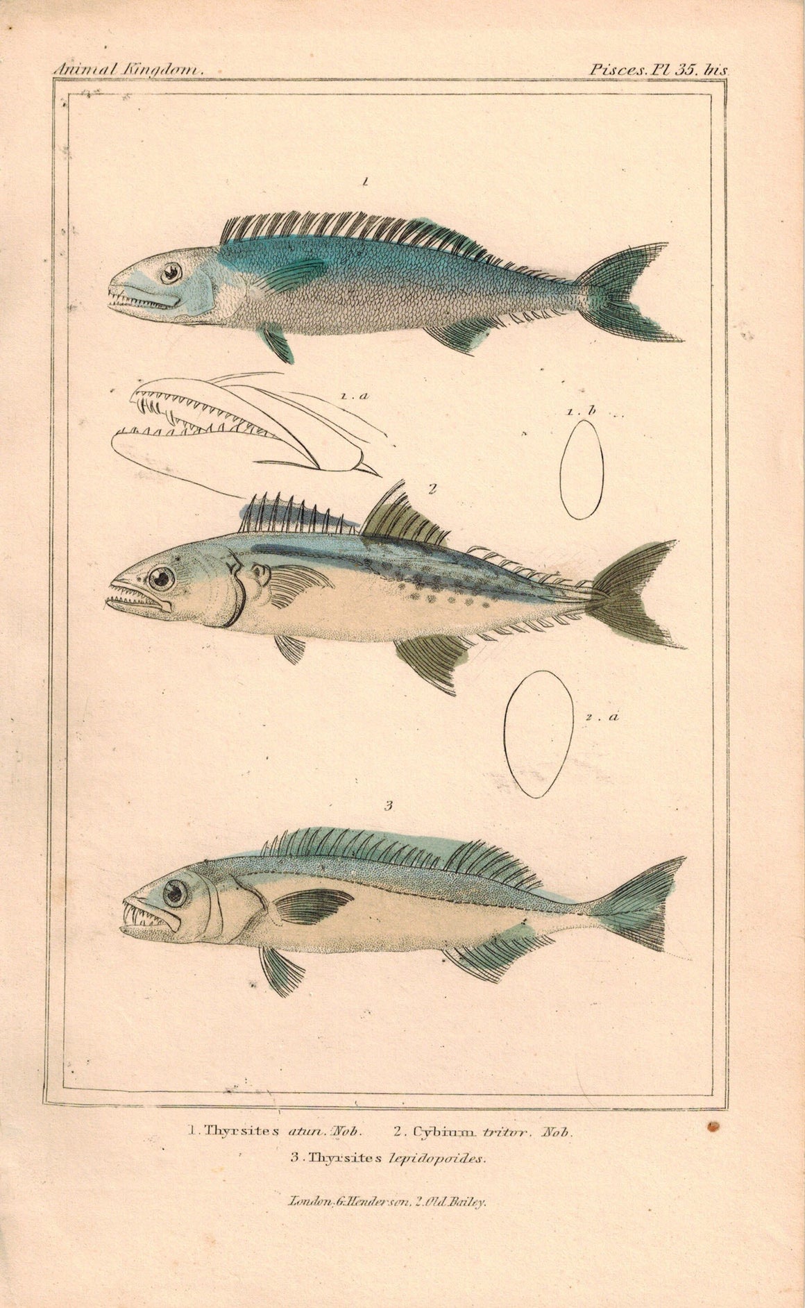 Thyrsites, Cybinan Fish 1834 Engraved Antique Cuvier Print Plate 35