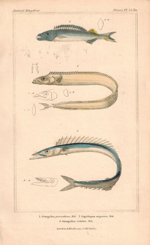 Snake Mackerel Gempylus Serpens Fish 1834 Engraved Antique Cuvier Print Plate 35