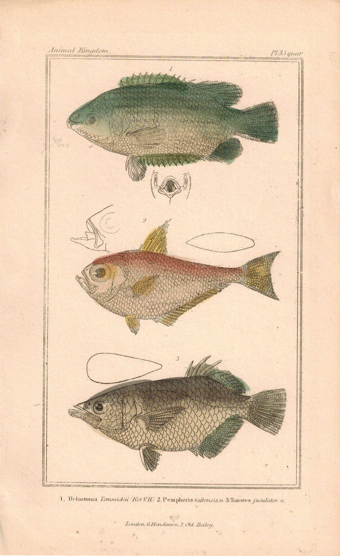 Helostoma, Pempheris, Toxotes Fish 1834 Engraved Antique Cuvier Print Plate 35B