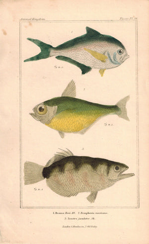 Brama, Pempheris, Toxotes Fish 1834 Engraved Antique Cuvier Print Plate 36