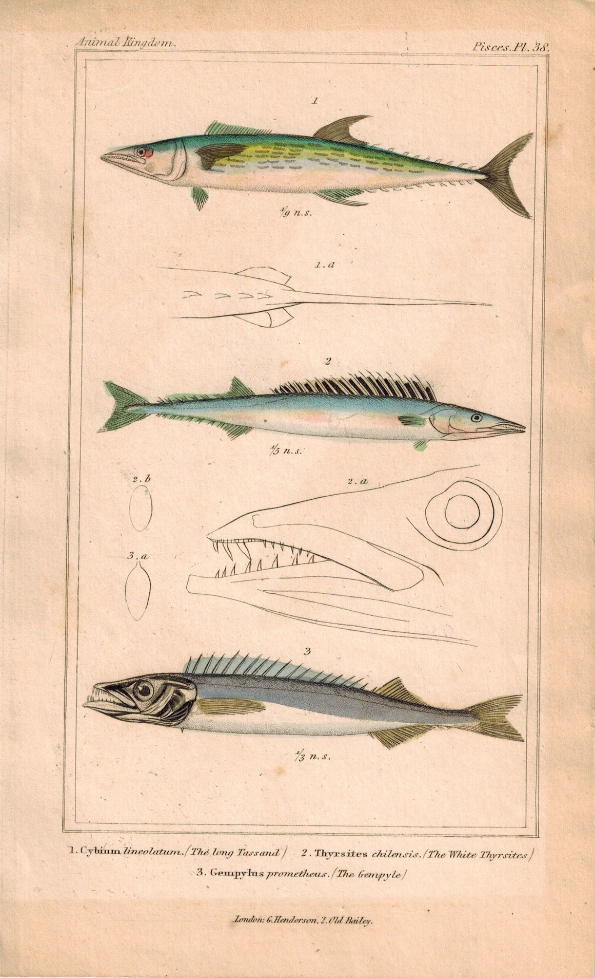 Long Tassand, White Thyrsites, Gempyle Fish 1834 Engraved Cuvier Print Pl 38