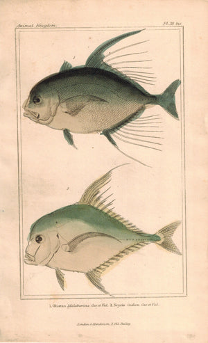 Olistus, Scyris Fish 1834 Engraved Antique Cuvier Print Plate 38A