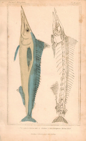 Swordfish, Tetrapterus, Skeleton of Tetrapterus Fish 1834 Cuvier Print Plate 38B