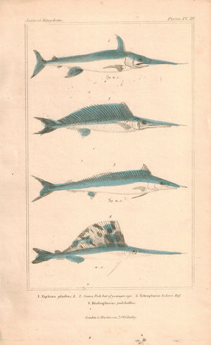 Swordfish, Xiphias, Tetrapterus, Histiophorns Fish 1834 Engraved Cuvier Print 39