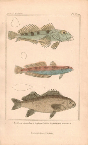 Bovichtus, Aphritis, Aplodactylus Fish 1834 Engraved Antique Cuvier Print Pl 40A