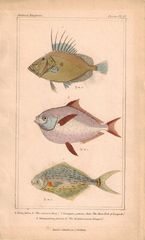 Common Dory. Moonfish, Kingfish, Butterfish Fish 1834 Engraved Cuvier Print 42