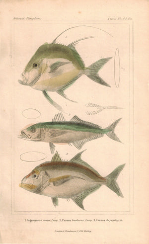 Argyreyosus, Caranx Fish 1834 Engraved Antique Cuvier Print Plate 42