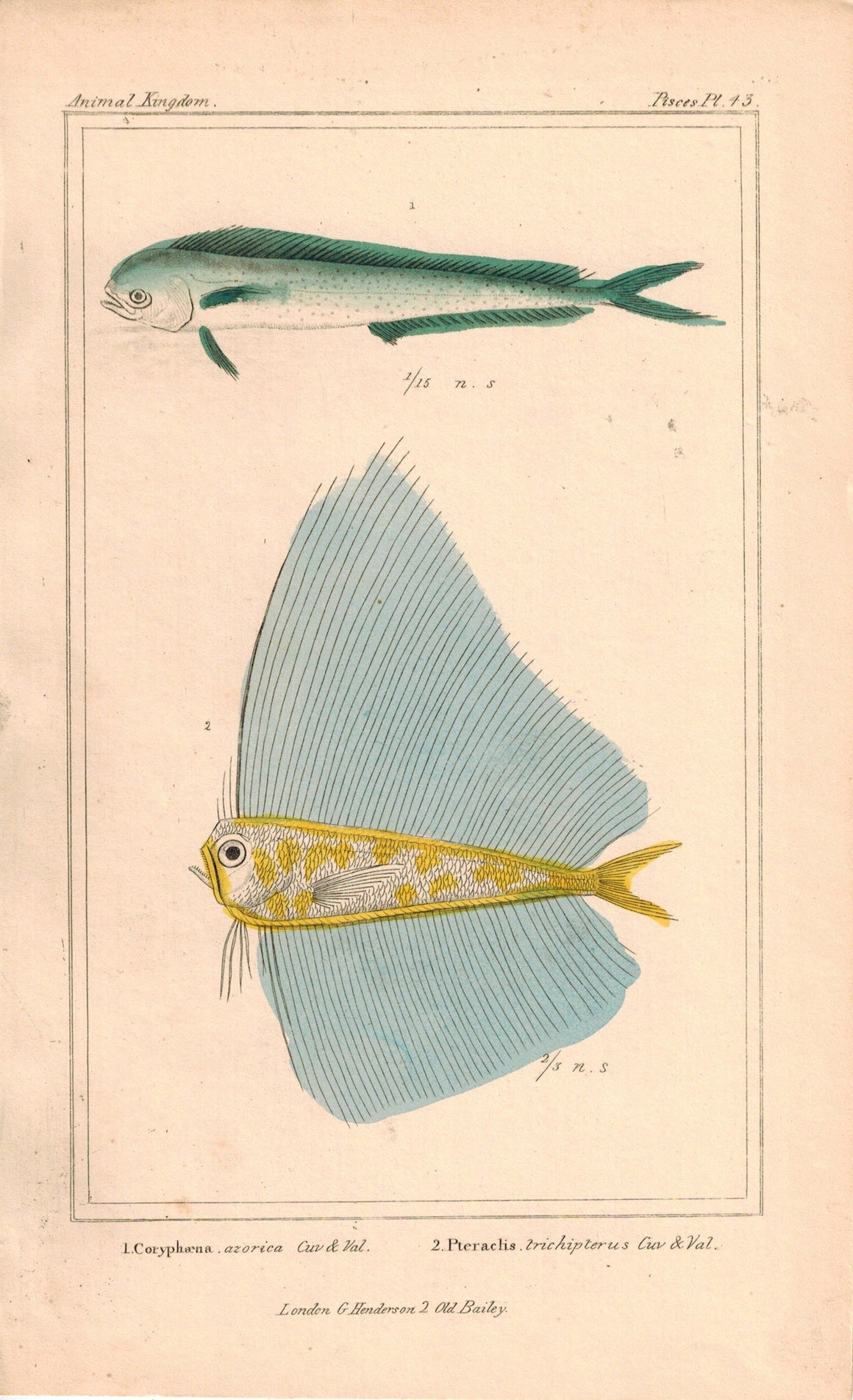 Coryphaena, Pteraclis Fish 1834 Engraved Antique Cuvier Print Plate 43