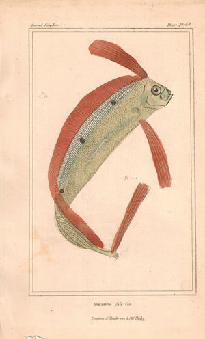 Gymnetrus Fish 1834 Engraved Antique Cuvier Print Plate 44