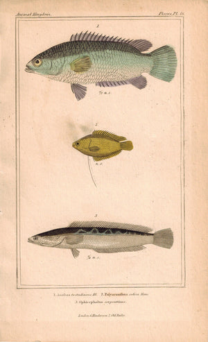 Anabas, Polyacanthus, Ophicephalus Fish 1834 Engraved Antique Cuvier Print 46