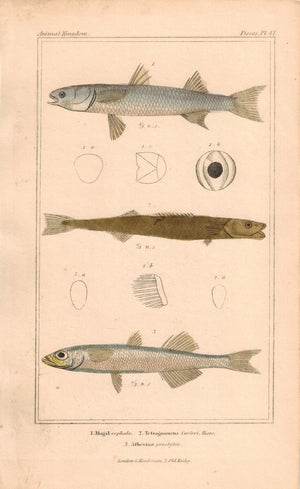 Mugil, Tetragonurus, Atherina Fish 1834 Engraved Antique Cuvier Print Plate 47