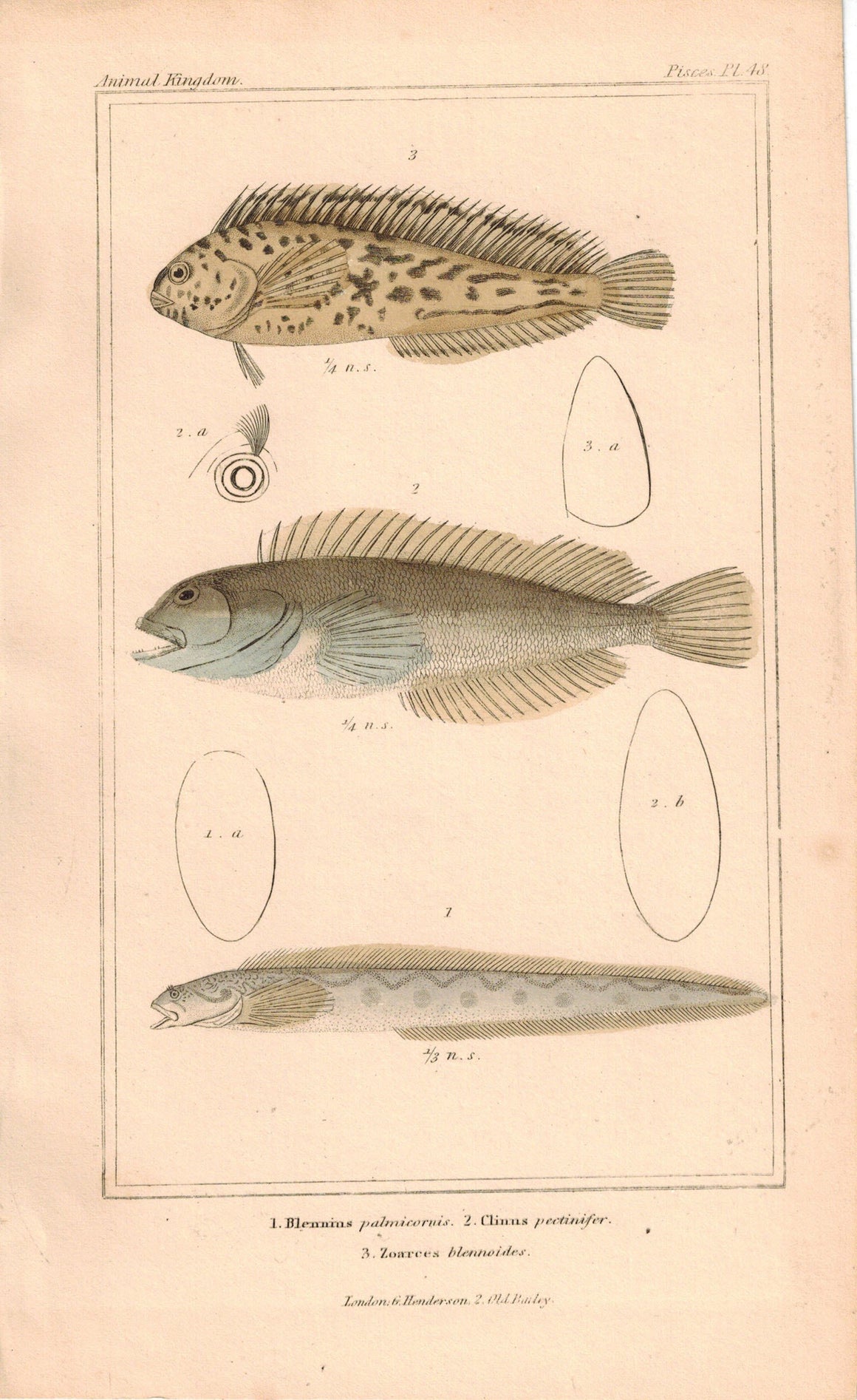 Blennius, Clinus, Zoarces Fish 1834 Engraved Antique Cuvier Print Plate 48
